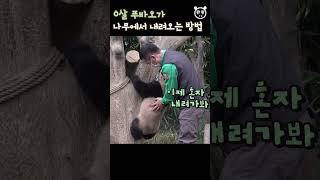 할부지! 내려가는 걸 아직 안 배웠어요 Baby Panda Fu Bao & Zookeeper