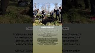 Чиновники Стерлитамака вышли сажать деревья. #стерлитамак