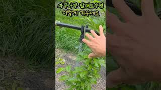 자두나무 팔매트수형