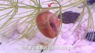 ＜每日一螺＞蘋果螺產卵了？｜Snail of the Day ~ Has the Apple Snail Laid Eggs?｜Ampullariidae