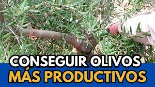 IMPROVE PRODUCTION and Harvesting of the Olive Tree