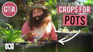 Vegie Crops That Thrive in Pots | Growing Fruit and Veggies | Gardening Australia