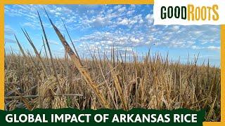 “Good Roots: Global Impact of Arkansas Rice”