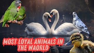 Most Loyal Animals In The World | comparison6