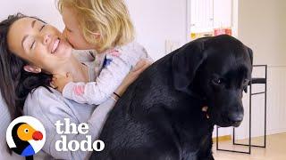 Lab Teaches His Human Baby Brother How To Bark At The Neighbors | The Dodo