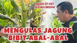 Review Tanaman Jagung 27 HST dengan Pupuk Bionuklir