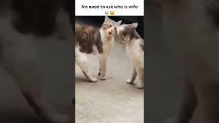 #sarashahzad #faisalazad #shortvideo #viralvideo #viraltiktok #tiktoker #youtuber #funny #comedy