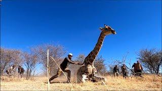 WILD NAMIBIA E09 - WILD RIDE FOR STUDENTS OF VETERINARY MEDICINE as they collar their first animal!