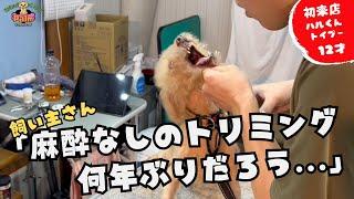 【噛み犬トリミング】麻酔しないとトリミングできなかったトイプードル！！