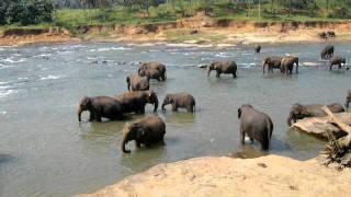 Elephant Bathing in Pinnawala Elephant Orphanage, Sri Lanka