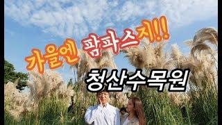 [또니혀니의 태안청산수목원vlog] - 가을에 꼭 가봐야할 필수여행지 팜파스, 핑크뮬리축제 !!