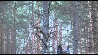 Professional hunting in Western Siberia with wolf-laika crosses. Film 3.  English