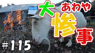 あわや大惨事！ほどが悪い焚火好きヤギ　goat who likes people  ＃１１５　おとぼけヤギ達に癒されて