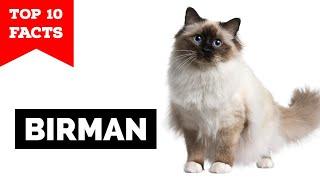 Birman Cat - TOP 10 FACTS