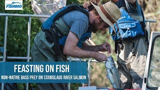 Feasting on Fish: Non-native bass prey on Stanislaus River salmon