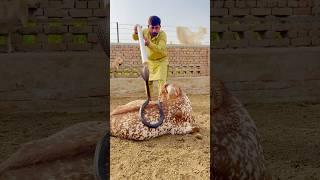 Nag raja rescue in the goat