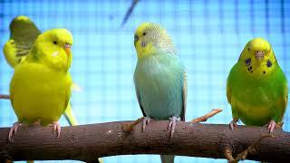 Sound Therapy Budgie Sounds in spring beautiful sunny day