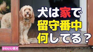 犬は留守番中に何してる？ #留守番犬 #犬のいる生活 #ペット