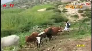 Eritrean bilen music by Temesgen Michealu  merina.