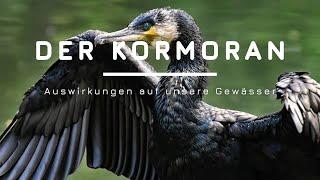 Der Kormoran und die Auswirkung auf unsere Gewässer