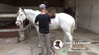 Caballo overo azulejo - $1.200.000 - LOSEQUINOS.COM