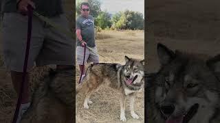 Wolfdog Merch Shop on Canine Twang Spreadshop Store #shorts #shortvideo #wolfdog #shortsfeed