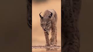 Iberian Lynx                                @fernandodiaz_albatross