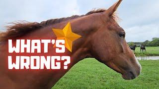 It's very wrong with Rising Star⭐? Very sad and bad... | Friesian Horses