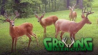 Amazing Antlers! Keys To Age Bucks And Food Plot Facts (#348) @GrowingDeer.tv