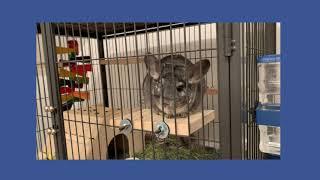 How to Make Ledges for Your Chinchilla Cage