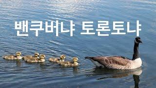 캐나다 도시 선택 고민, 이 영상 하나로 끝내세요. (밴쿠버 vs 토론토)