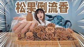 捡100颗松果磨粉做香！点燃竟成烟雾大瀑布？！ |  Incense