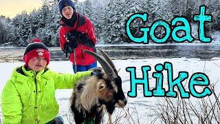 GOAT ADVENTURES - Hiking & Snowshoeing with Pack Goats in Quebec!