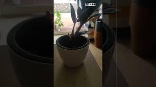 Indoor#plant#pot#z plant#shop