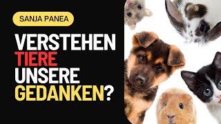 Verstehen Tiere unsere Gedanken?