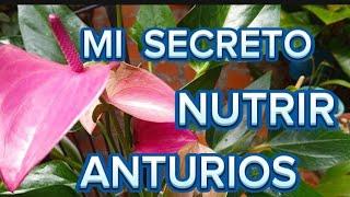 NUTRICION ES MI SECRETO para lograr ANTURIOS con buen DESARROLLO y EXCELENTE FLORACIÓN🪴