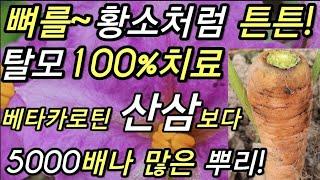 뼈를~황소처럼,튼튼!,탈모100%~치료!,베타카로틴,산삼보다5000배나~많은,뿌리!                              당근,야나복,호나복,野蘿蔔,胡蘿蔔