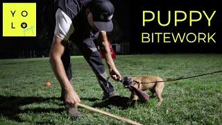 PUPPY BITEWORK PRACTICE | Belgian Malinois Bitework Training | YOLO PUP Bitecloth | Oscar Mora