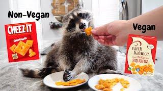 Raccoon taste test! Vegan vs Non-Vegan food