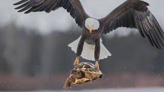 Eagle throw a Tortoise from sky