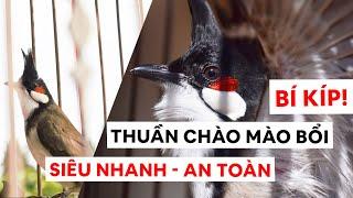 CÁCH THUẦN CHÀO MÀO BỔI SIÊU NHANH & AN TOÀN - CHÀO MÀO HÓT ĐẤU
