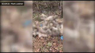 VIDEO: 70-80 dead coyotes found near NC neighborhood