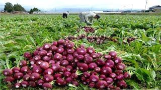 Asian Radish Harvesting Modern Machine - Radish Processing Japan Agriculture Farm