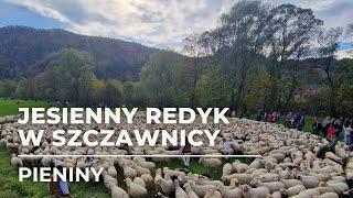 2 tysiące owiec! Jesienny redyk w Szczawnicy 2022