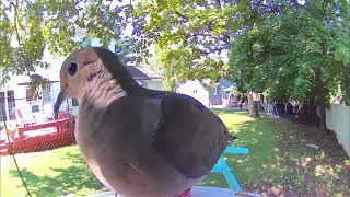 tempers flaring on the feeder 8.24.24