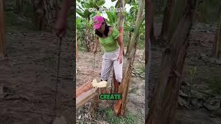 Why do people harvest this liquid from banana tree stumps?