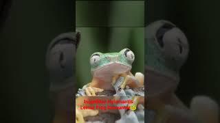 Incredible Hylomantis Lemur Frog Encounter: Battling Chytridiomycosis