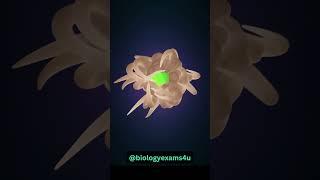 Immune Cells destroying Virus Infected Cells | 3D Animation