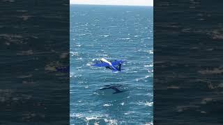 Blue Angele C 130 Fly From Aircraft carrier