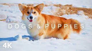 DOGS & PUPPIES in 4K | 2 Hours | Corgi Husky Retriever Shepherd Pomeranian Bulldog Snow Cute